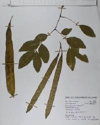 Leucaena macrophylla image