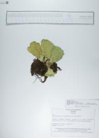 Pistia stratiotes image