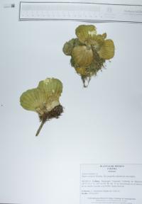 Pistia stratiotes image