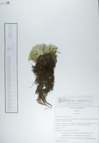 Pistia stratiotes image