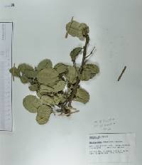 Sarcomphalus amole image