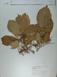 Ruprechtia fusca image