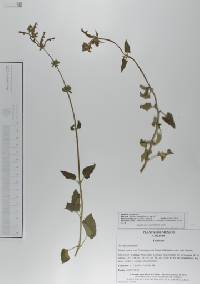 Salvia cinnabarina image