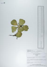 Pistia stratiotes image