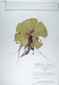 Pistia stratiotes image