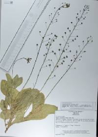Samolus ebracteatus image
