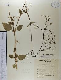 Boerhavia coccinea image