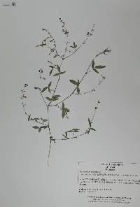 Desmodium scorpiurus image