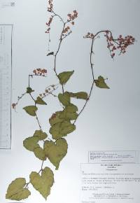 Antigonon leptopus image