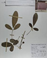 Vitex mollis image