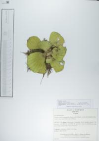 Pistia stratiotes image