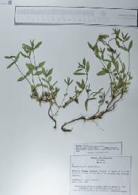 Spermacoce latifolia image