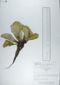 Pistia stratiotes image