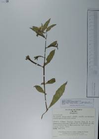 Ludwigia octovalvis image