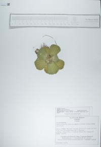 Pistia stratiotes image