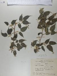 Maclura tinctoria image