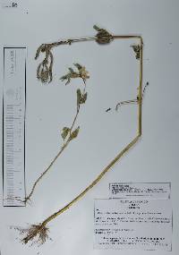 Sesamum indicum image