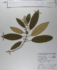 Conostegia xalapensis image