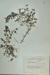 Indigofera suffruticosa image