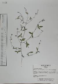 Desmodium scorpiurus image