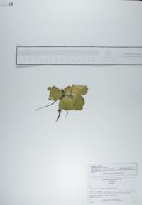 Pistia stratiotes image
