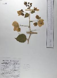 Bougainvillea glabra image