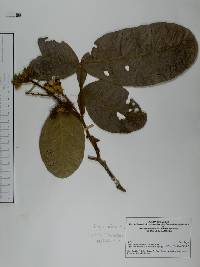 Inga acicularis image