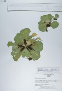 Pistia stratiotes image