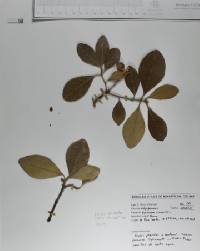 Byrsonima crassifolia image