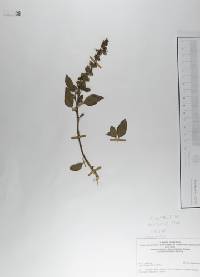 Ocimum basilicum image