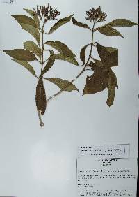 Hamelia patens image