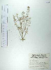 Scoparia dulcis image