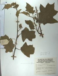 Solanum madrense image