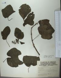 Cissus trifoliata image