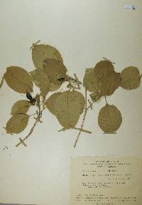 Hintonia latiflora image