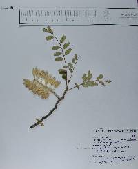 Alvaradoa amorphoides image