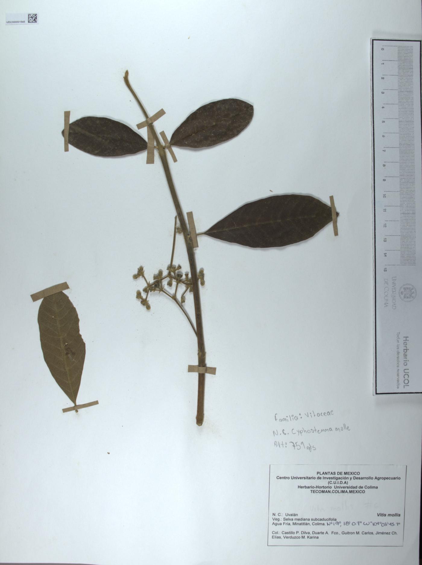 Cyphostemma molle image