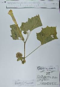 Datura discolor image