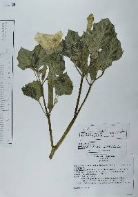 Datura stramonium image