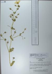 Kallstroemia grandiflora image