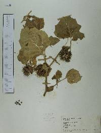 Datura discolor image