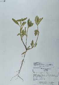 Richardia scabra image