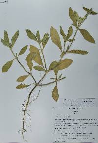 Richardia scabra image