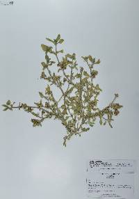 Richardia scabra image