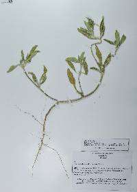 Richardia scabra image