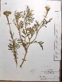 Tagetes erecta image