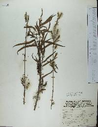 Salix humboldtiana image