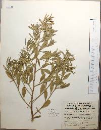 Baccharis salicifolia image