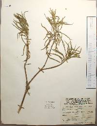 Barkleyanthus salicifolius image