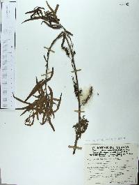 Salix humboldtiana image
